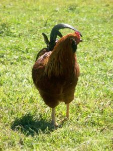 Fact or Fiction? Barnyard Myths Exposed Image